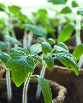 Young tomato sprouts