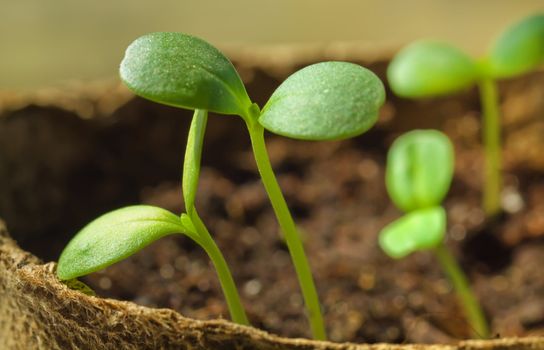 Young green plants in organic pot