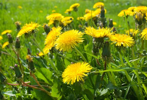 Yellow dandelions on summer meadow