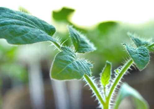 Young tomato sprouts