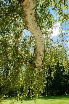 birch trunk with leafs against spring blue sky in park 