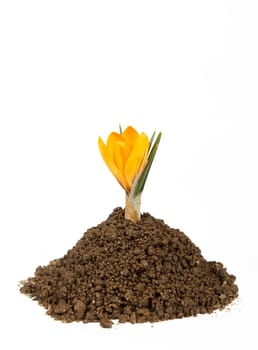 small plant crocus growing pile of the dirt on white background