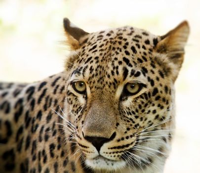 Closeup of Leopard looks forward with shallow focus