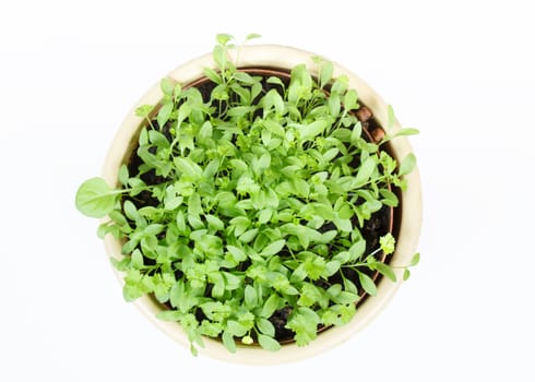 Spring vegetable in ceramic pot on a white background 