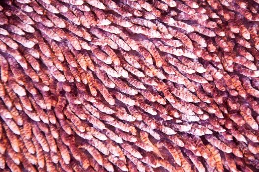 violet carpet texture background