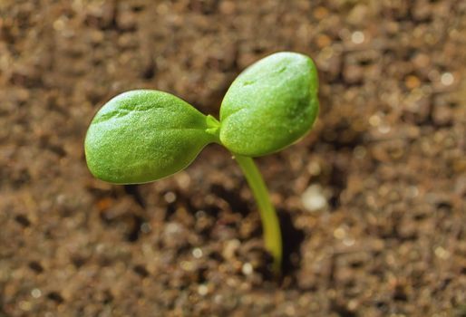 Young growing flower plant on thr ground