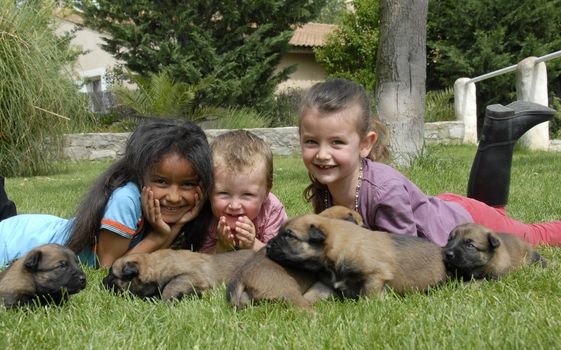 three smiling children and young puppies purebred belgian shepherd malinois