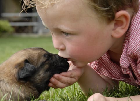 little boy kissing his very young puppy purebred belgian shepherd malinois
