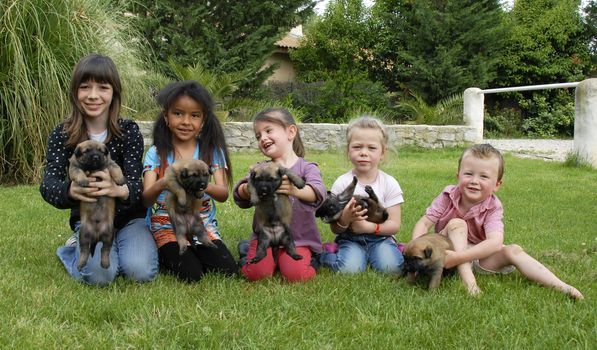five children together with puppies purebred belgian shepherd malinois