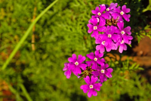 Purple flowers for with background