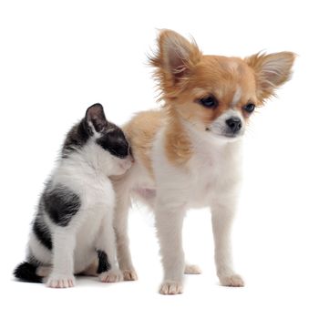 portrait of a cute purebred  puppy chihuahua and  kitten in front of white background