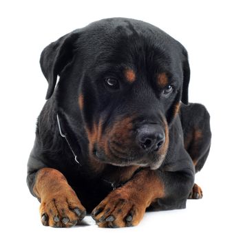 portrait of a purebred rottweiler in front of white background