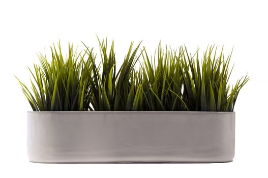 green cultivated grass plant in pot