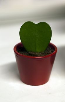 hoja kerri green heart with red vase