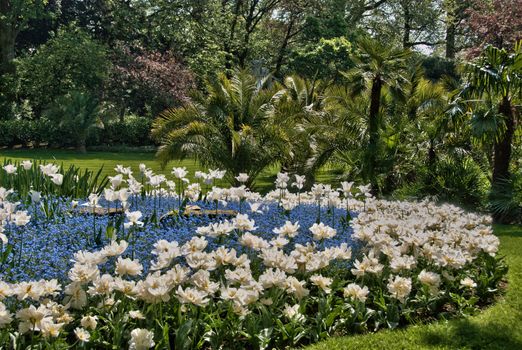 white tulips in garden with palm trees