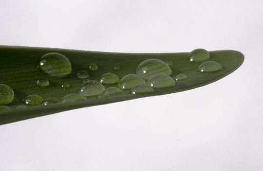 water drops on green leave