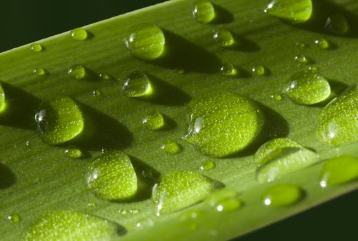 water drops on green leave