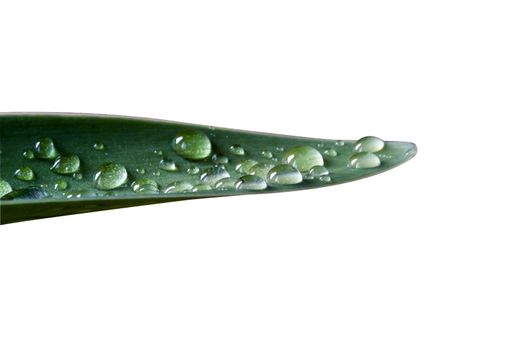 water drops on green leave