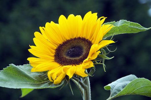 sunflower as a background with green leafs
