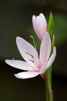 closeup of o flower blossem with wet water drops