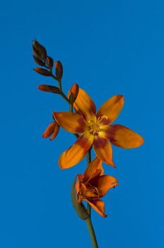 orange flower with a blue background