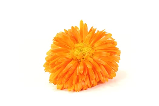 orange marigold flowers on a bright background