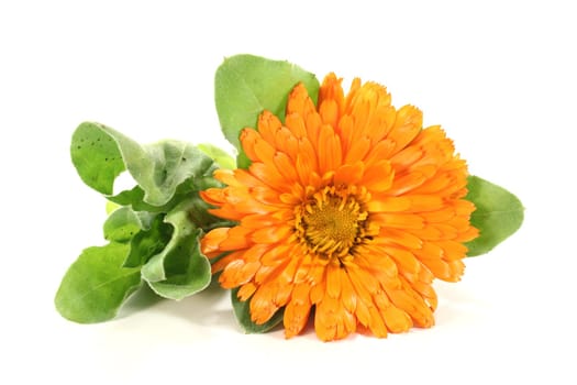 orange marigold flowers with leaves on a bright background