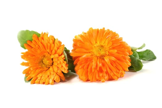 fresh orange marigold flowers with leaves on a bright background