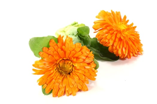 two fresh orange marigold flowers with leaves on a bright background