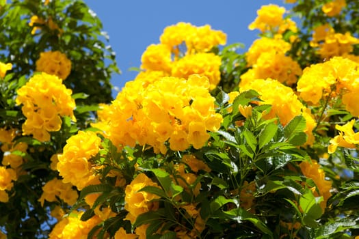 bright tropical flowers and sky