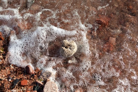 coral on the beach of the Red Sea