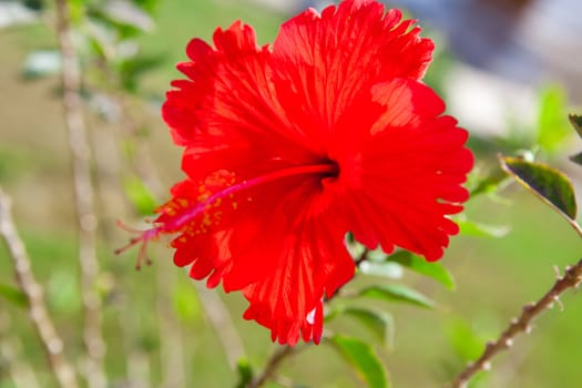 a big red hibiscus flower