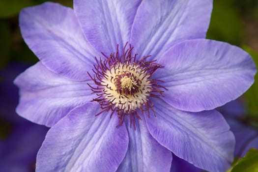 one violet flower outdoors