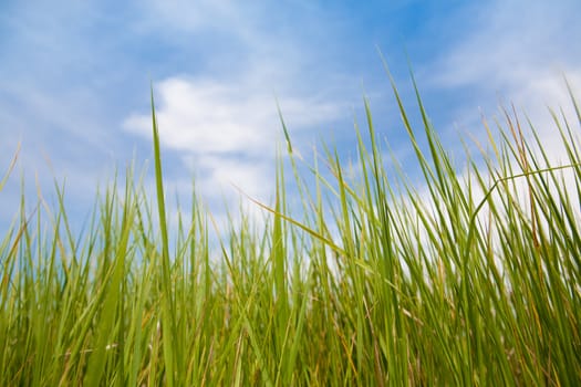 green grass and blue sky with clouds
