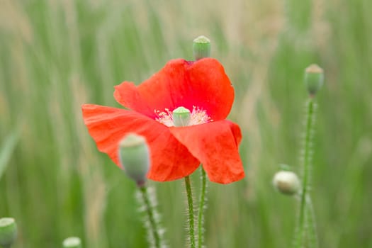 red poppy flower in the field