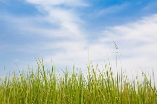 green grass and blue sky with clouds
