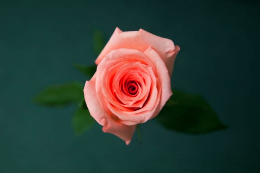 a beautiful head of the rose 