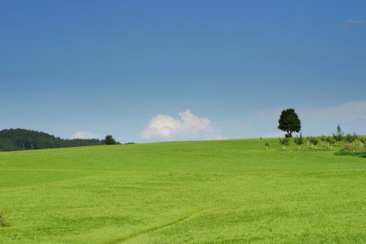 a nice landscape in summertime with blue sky
