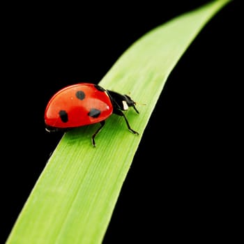 ladybug on grass isolated black background