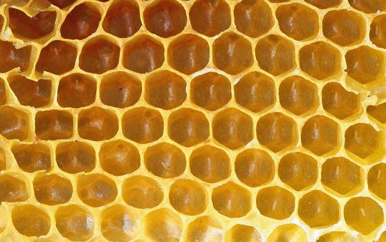 Honeycomb background or texture
