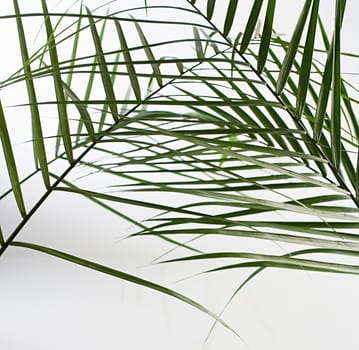 Leaves of palm tree isolated on white background