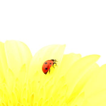ladybug on yellow flower isolated on white background
