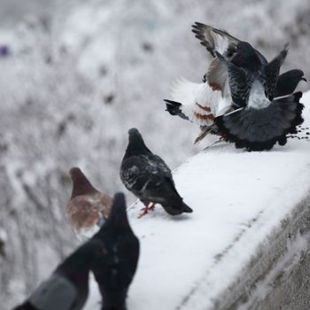 pigeons on winter snow background