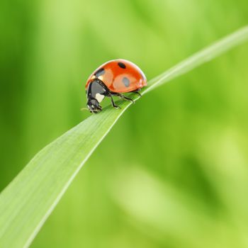 ladybug on grass green on background
