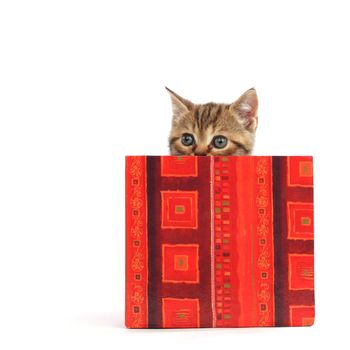 cat in gift box isolated on white background