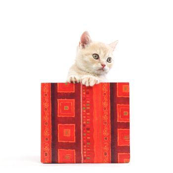 cat in gift box isolated on white background
