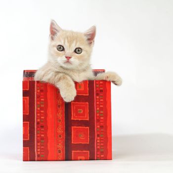 cat in gift box isolated on white background