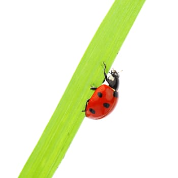 ladybug on grass isolated macro