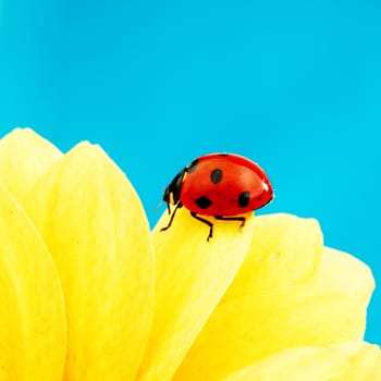 ladybug on sunflower blue background