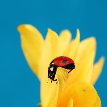 ladybug on sunflower blue background